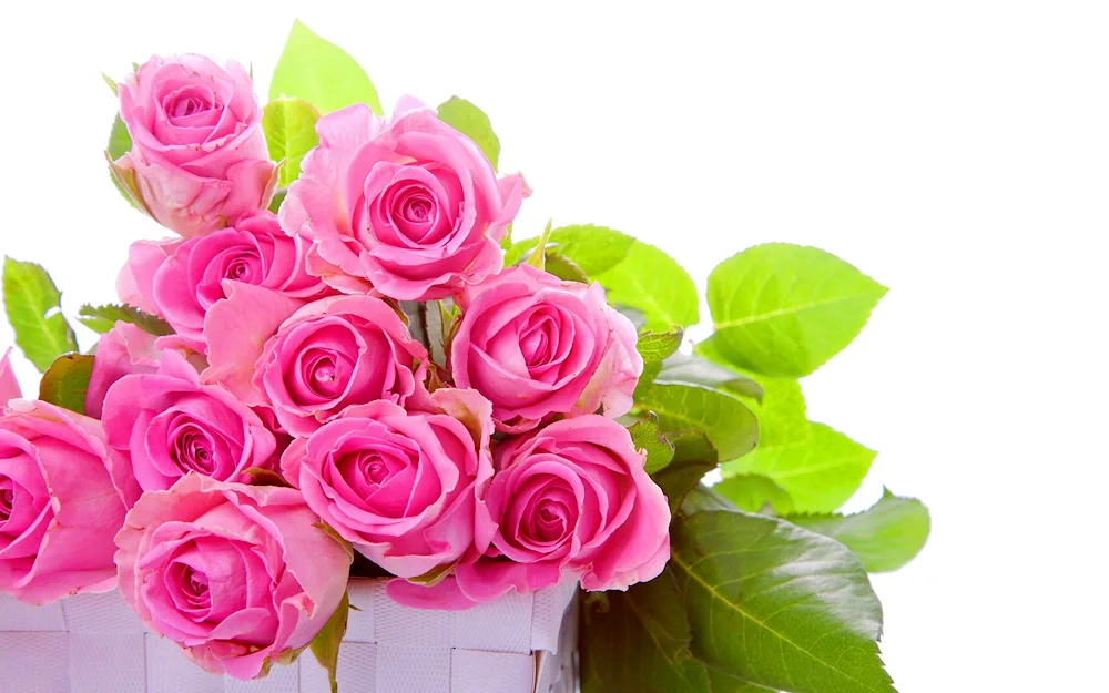 Rose Pink Flowers