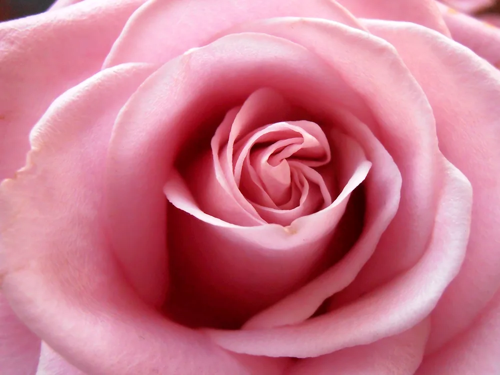 Rosa Pink Love