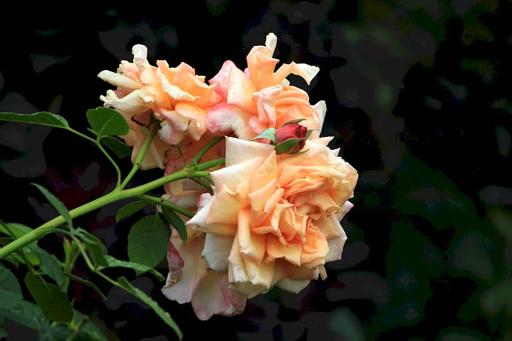 Barock rose Barock rose Barock