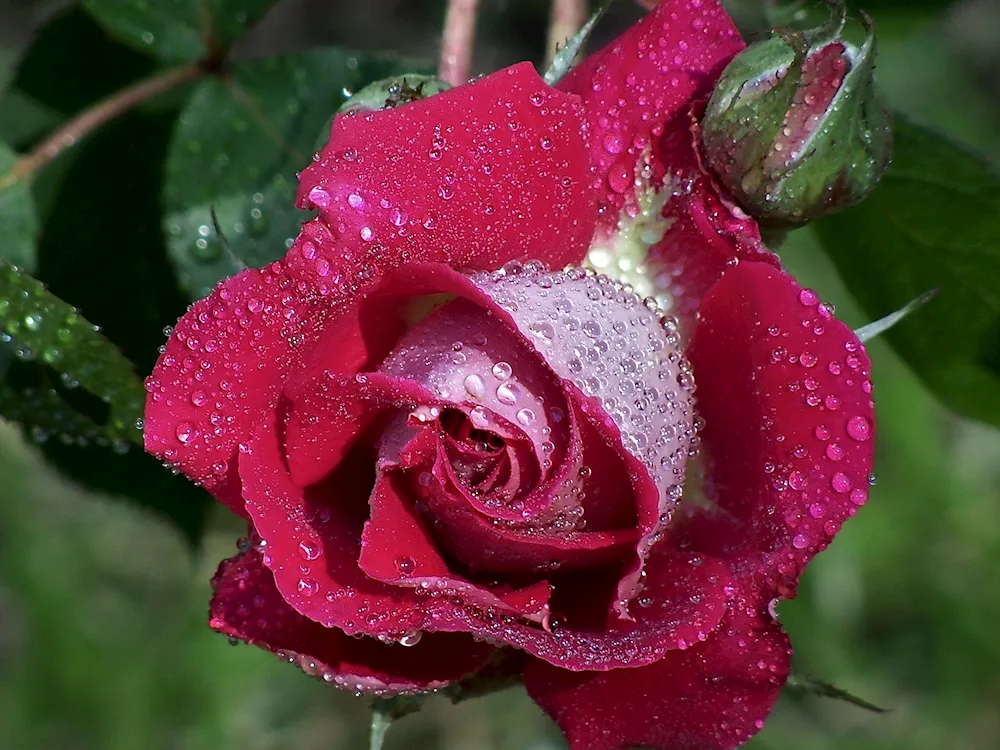 Pleached rose drop red