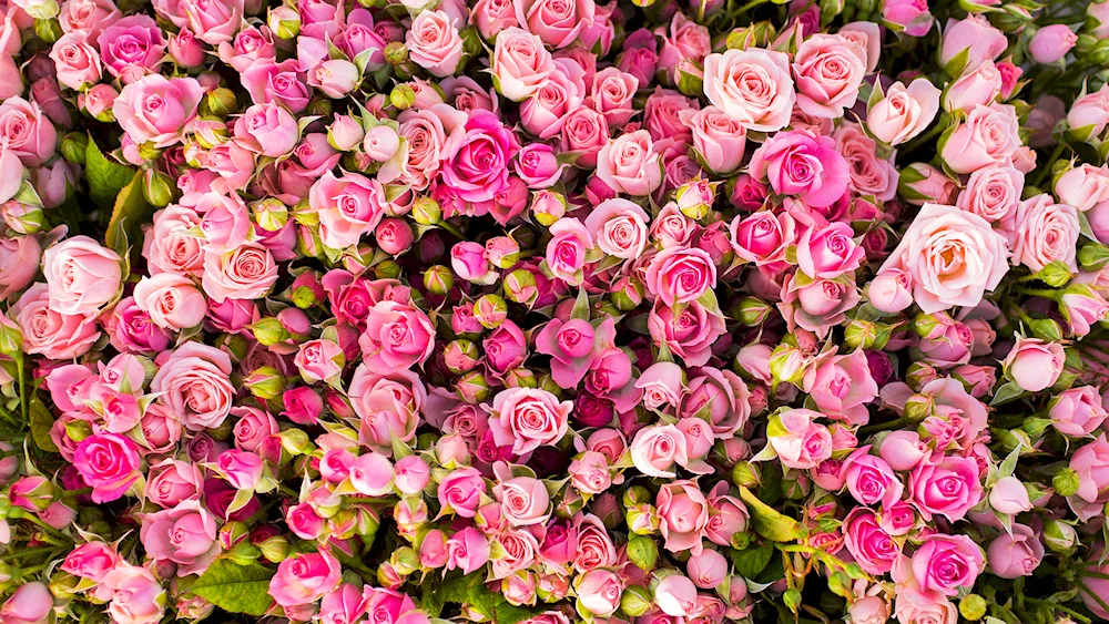 Pink Floriland ground cover rose