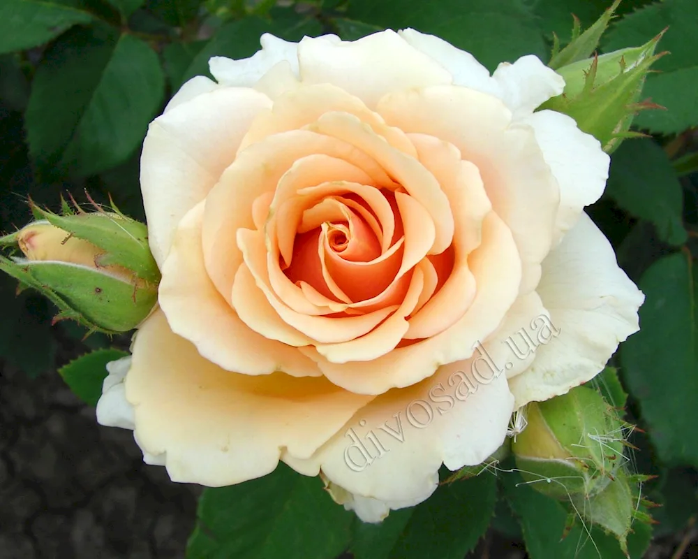 Rose Prima donna