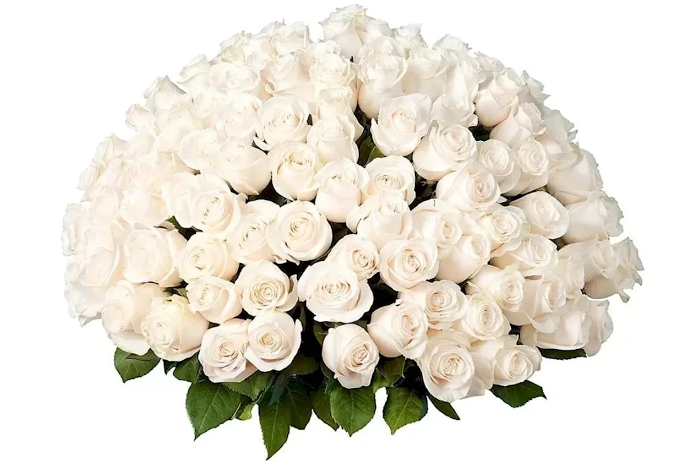 White Barbados rose