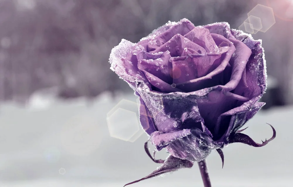 Rosa Purple Violet