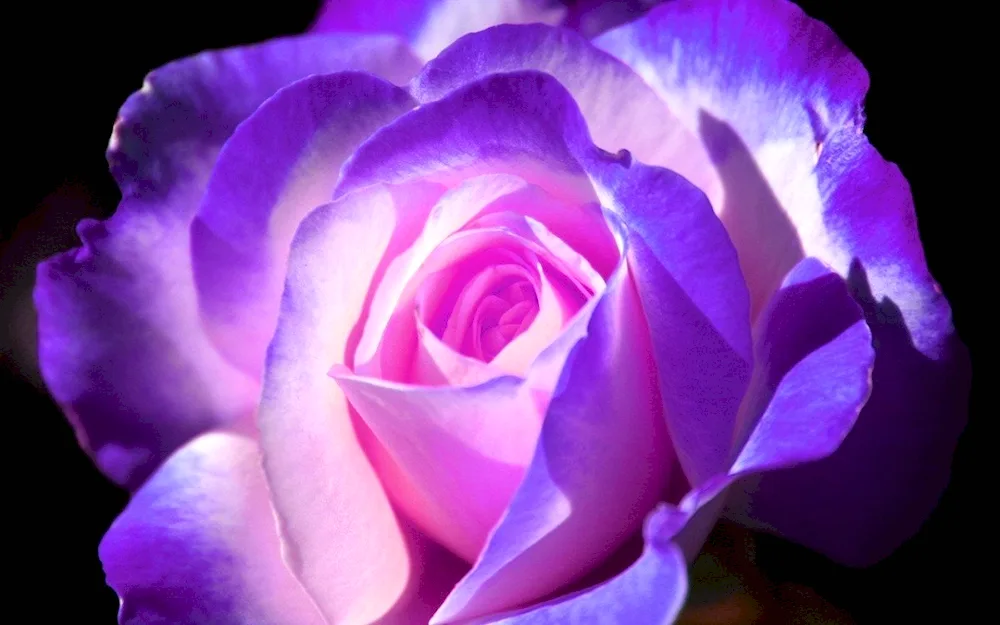 Rosa Osiria