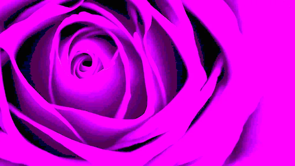 Purple purple rose