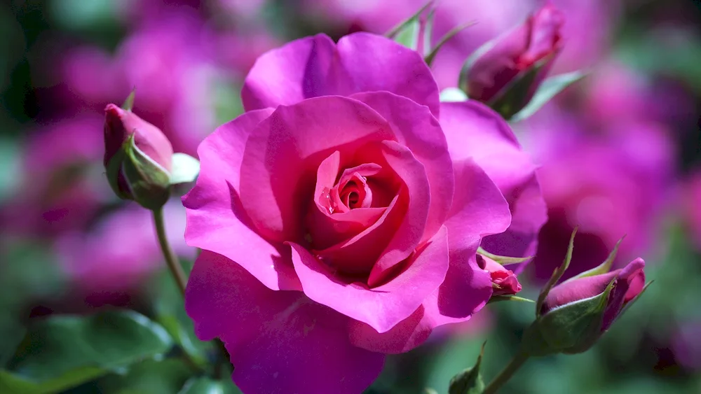 Purple rose. Symphony