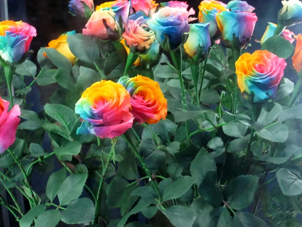 Rainbow rose