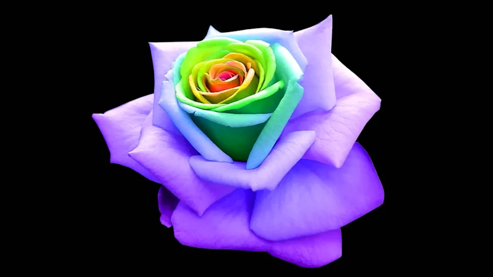 Rose flowers