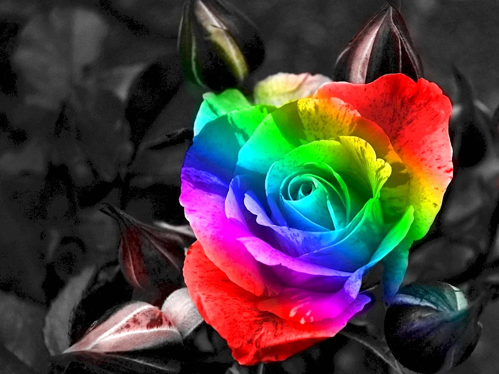 Florescence Rainbow rose