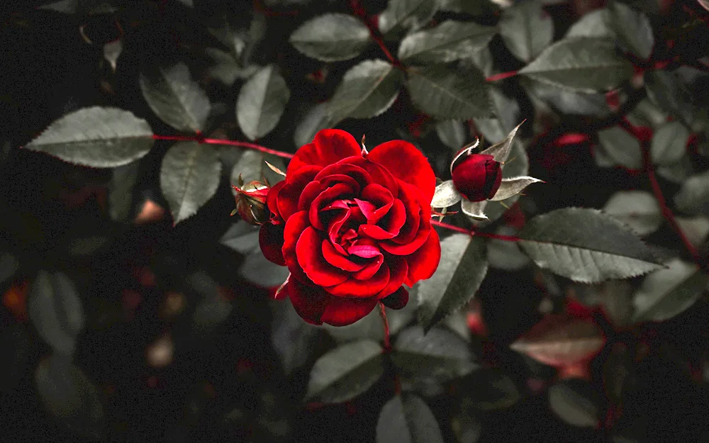 Rose Red Incense