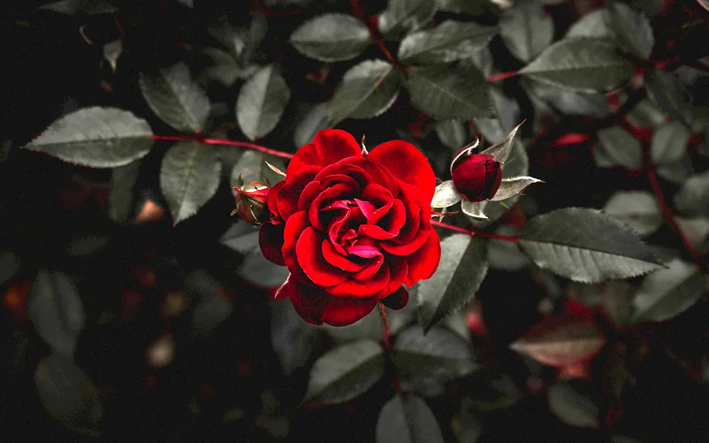 Flowers on a dark background. background