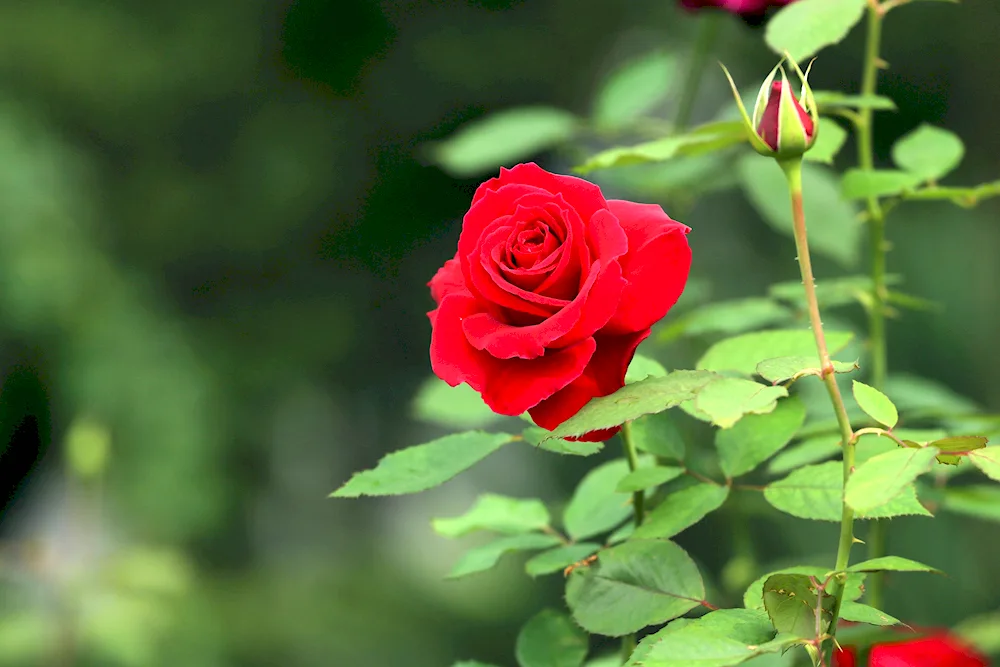 Red Queen Rose