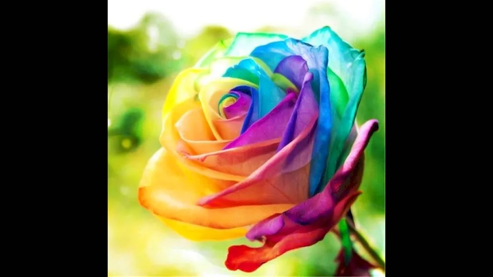 Rose Rainbow