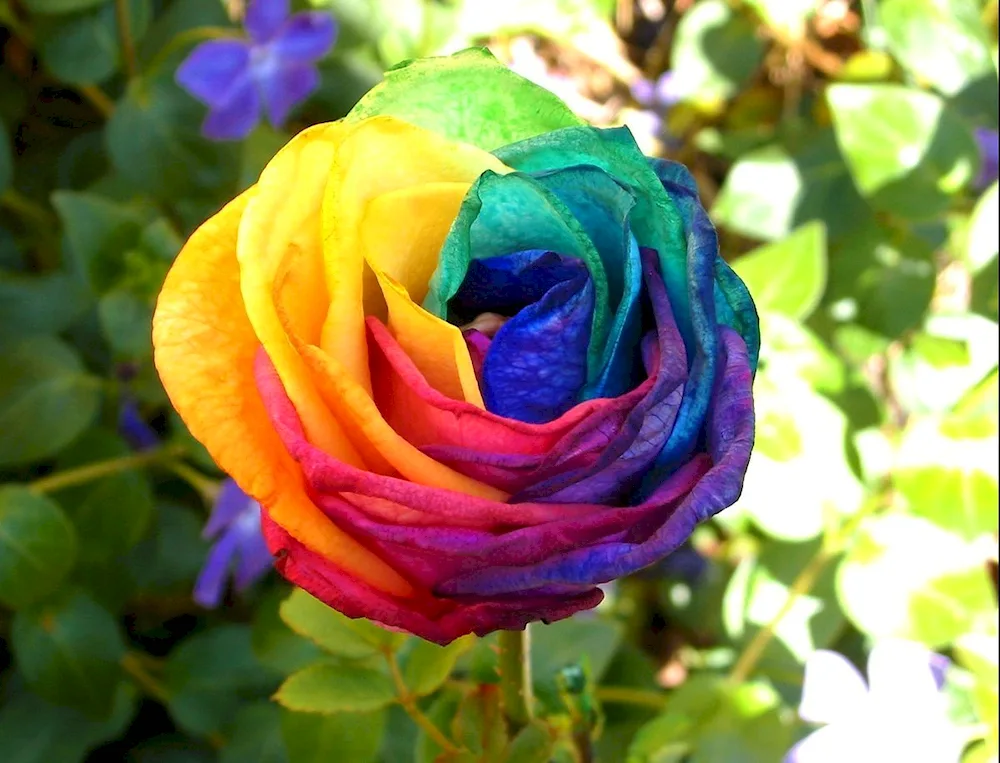 Rainbow rose