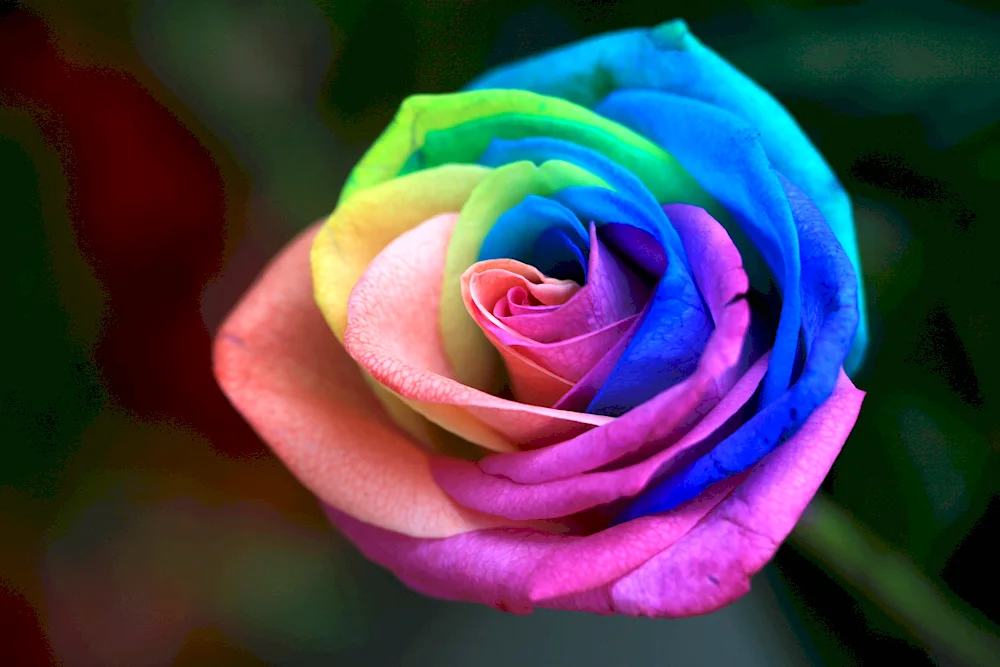 Rainbow rose