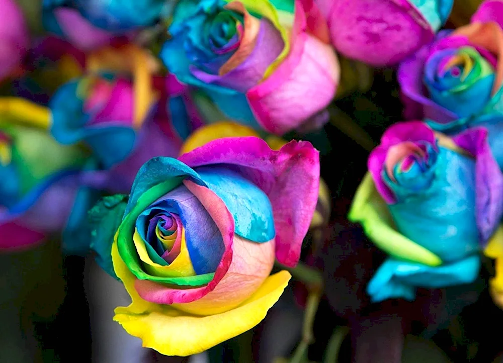 Rainbow rose