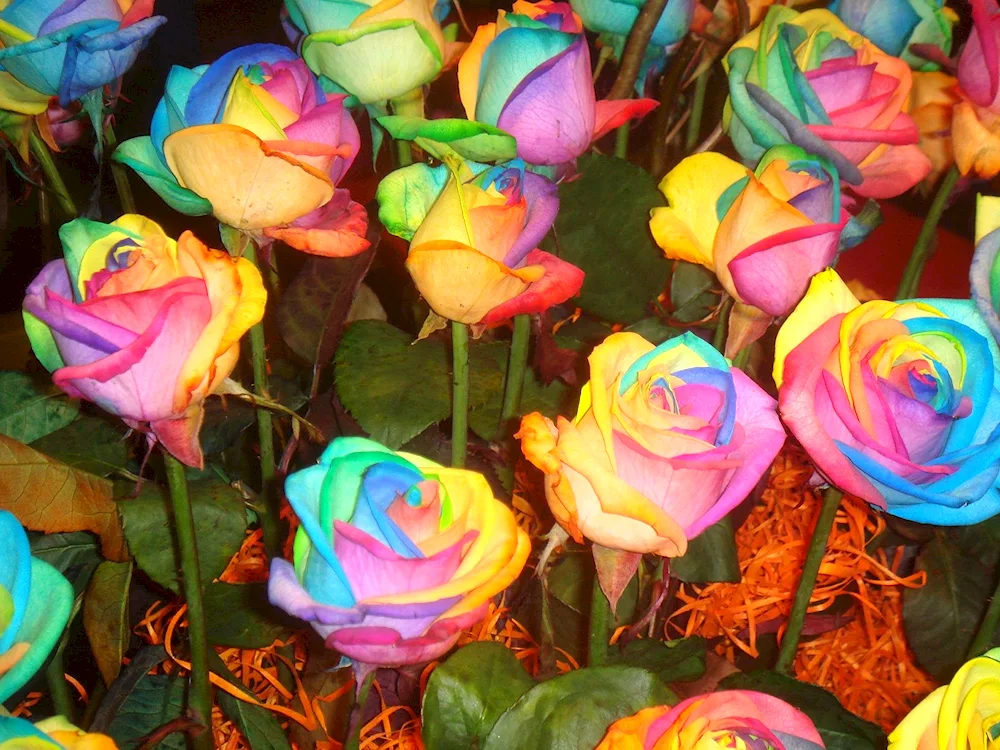 Rainbow rose