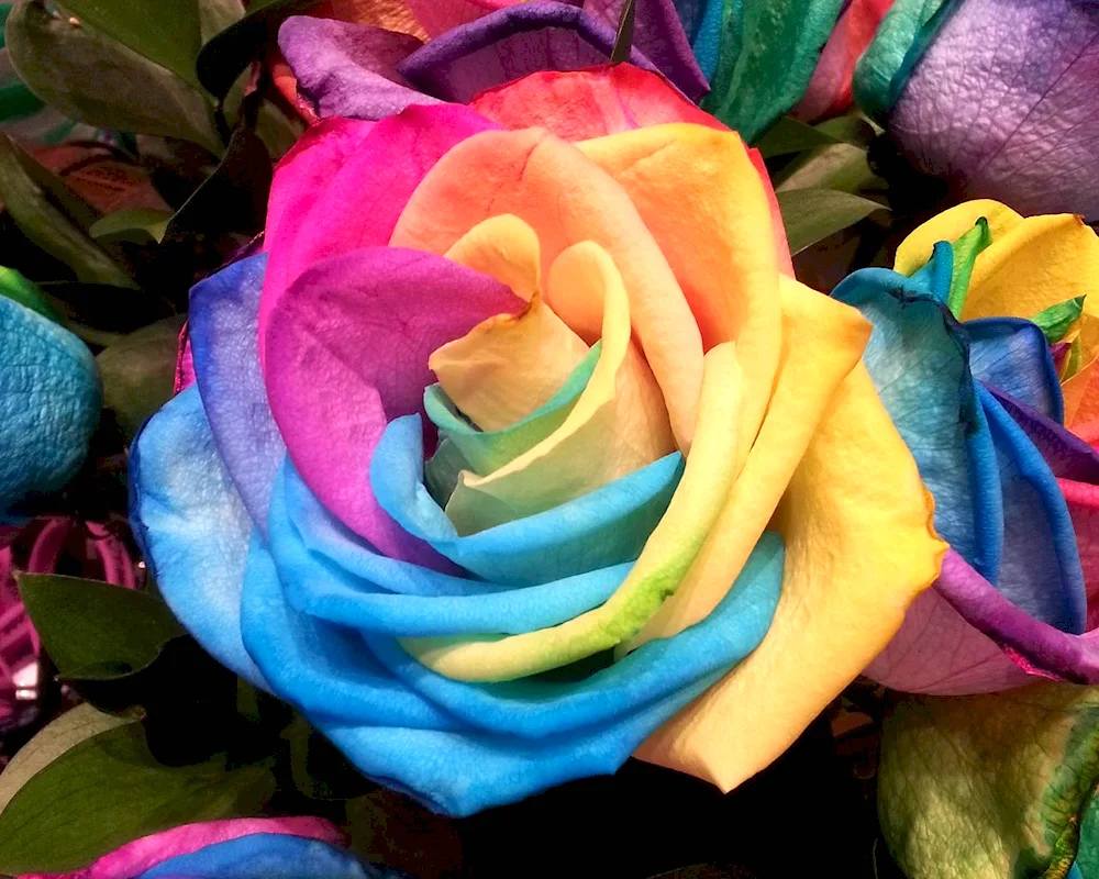 Rainbow rose