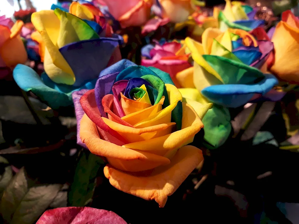 Rainbow rose