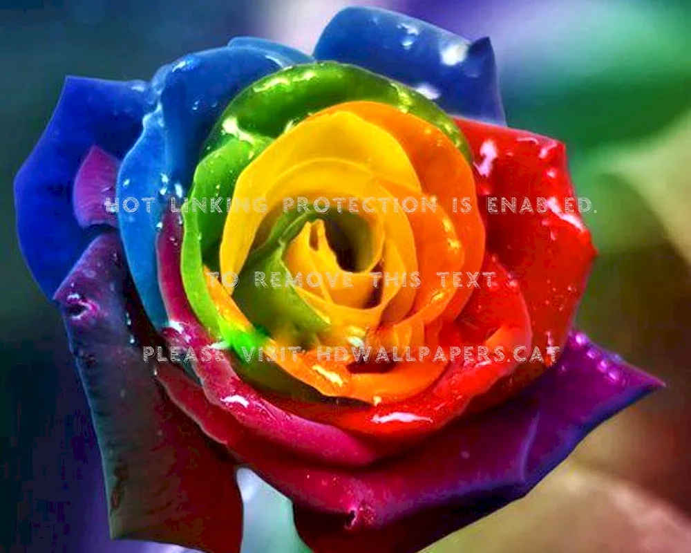 Blue roses and rainbow roses