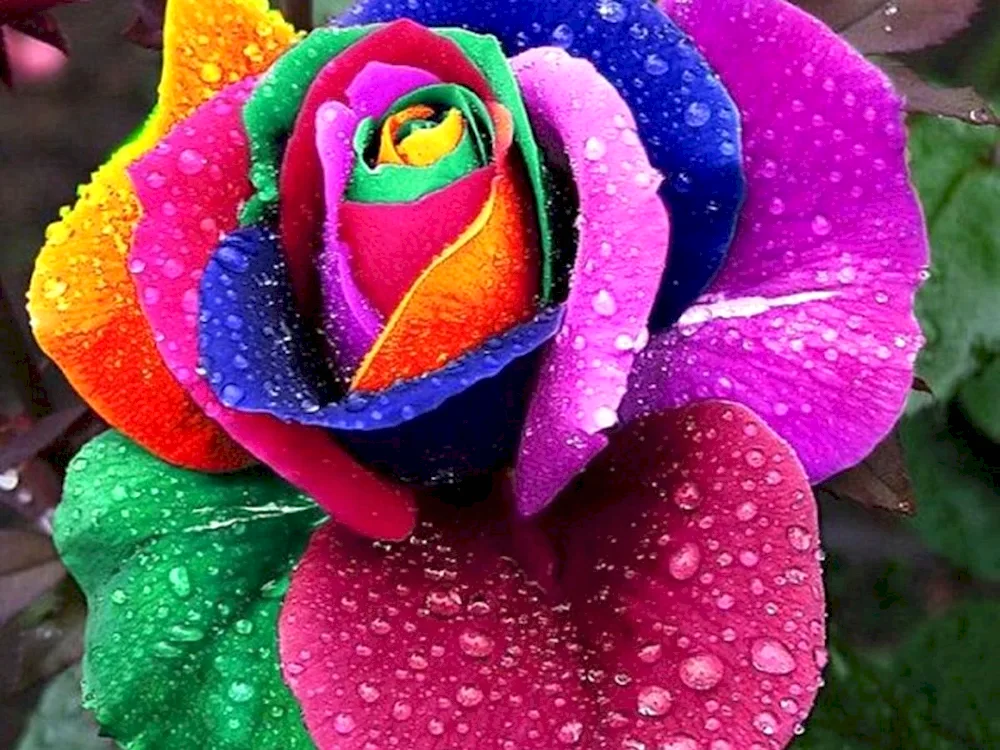 Rainbow rose