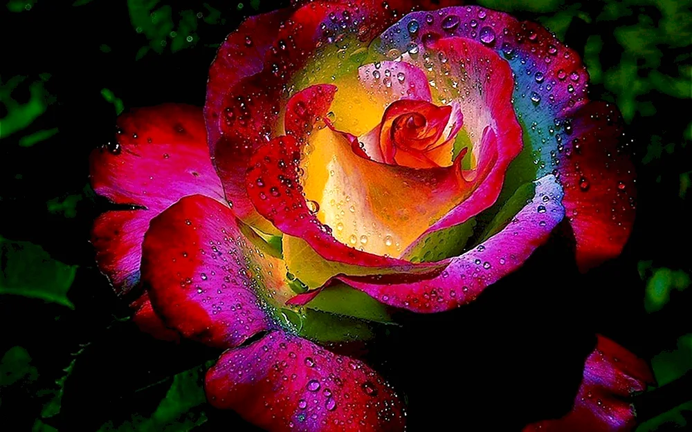 Burgundy rose