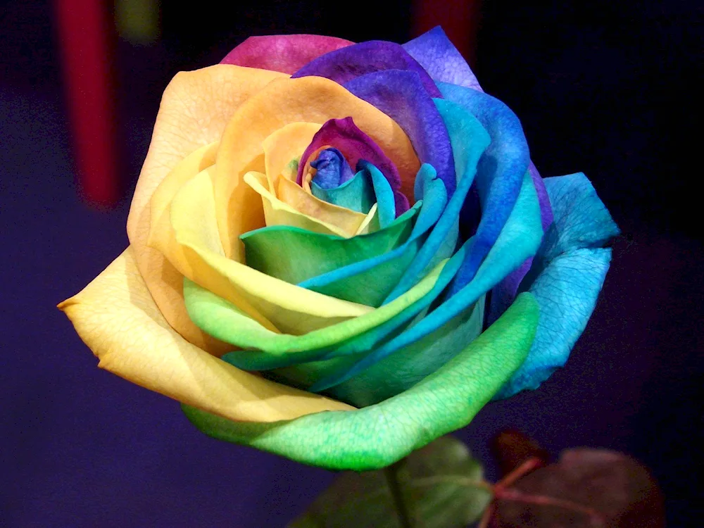 Rainbow rose