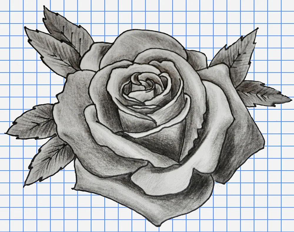 Rose pencil drawing