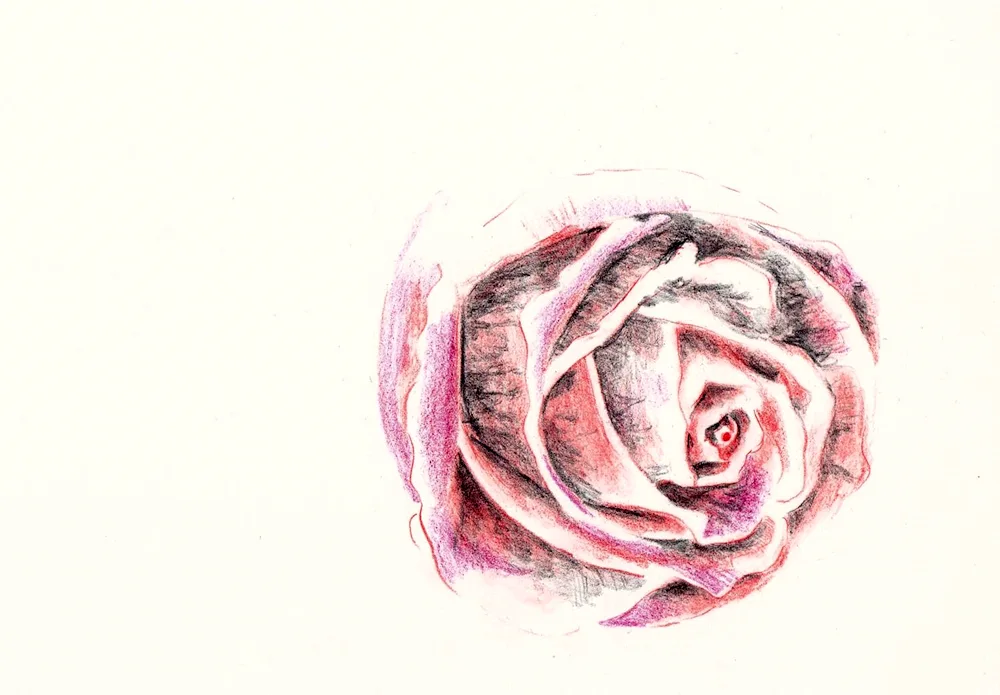 Drawing roses