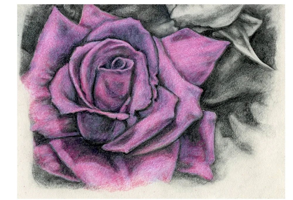 Pencil drawing