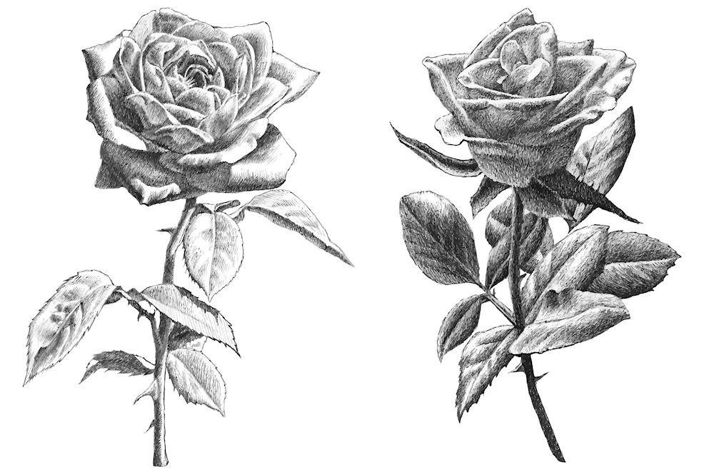 Pencil drawing