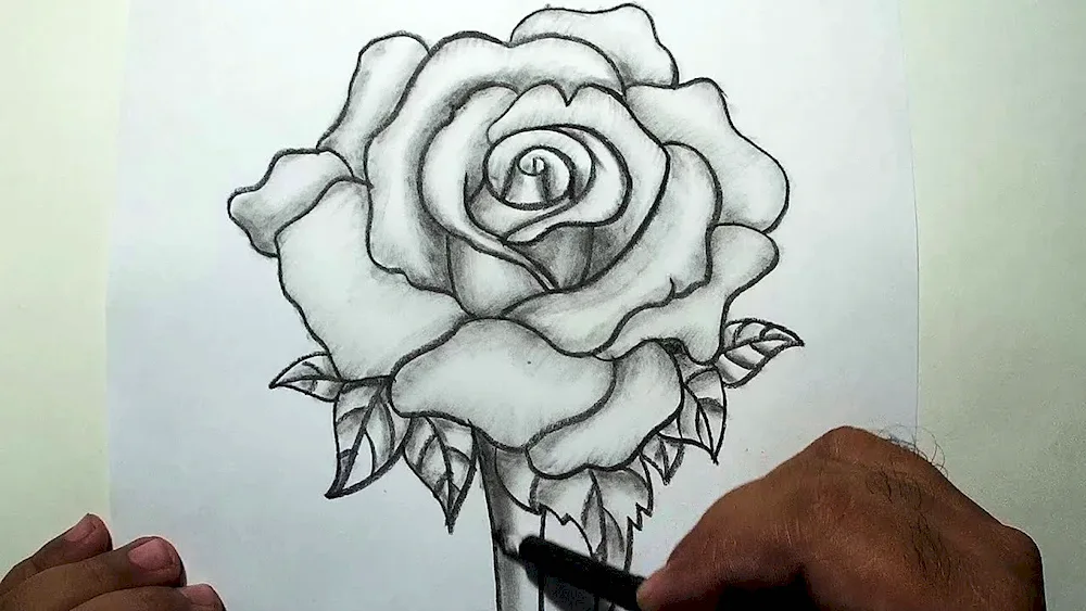 Pencil drawing