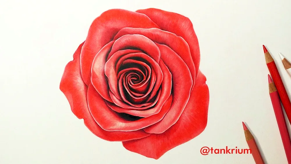 Girl with a rose drawing