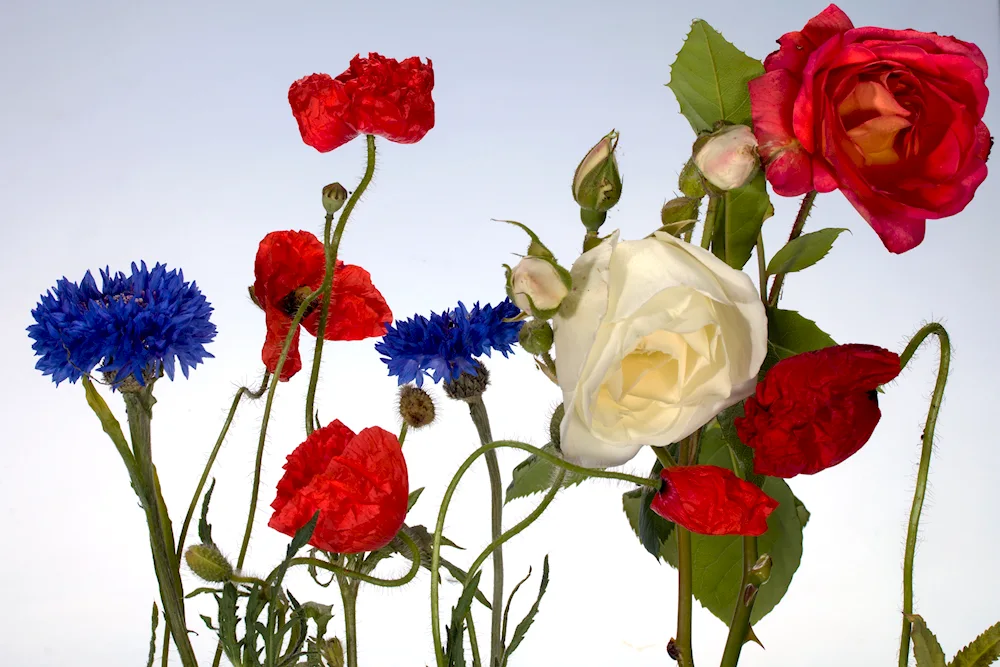 Beautiful flowers