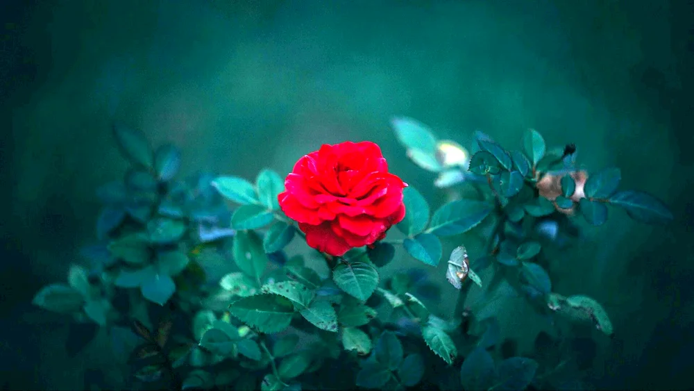 Rose on dark background