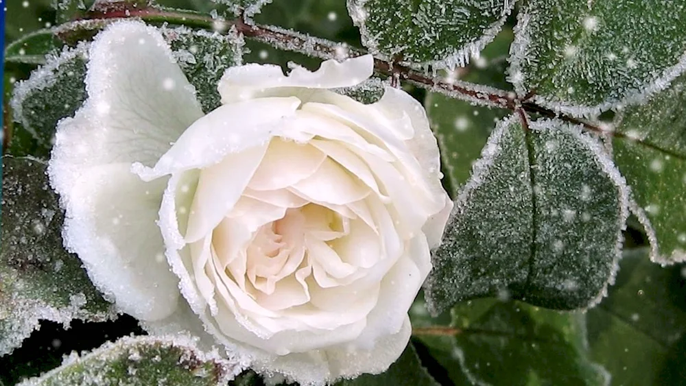 Rose roses Snow