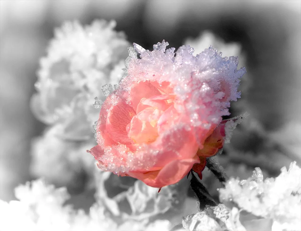 Rose Snow