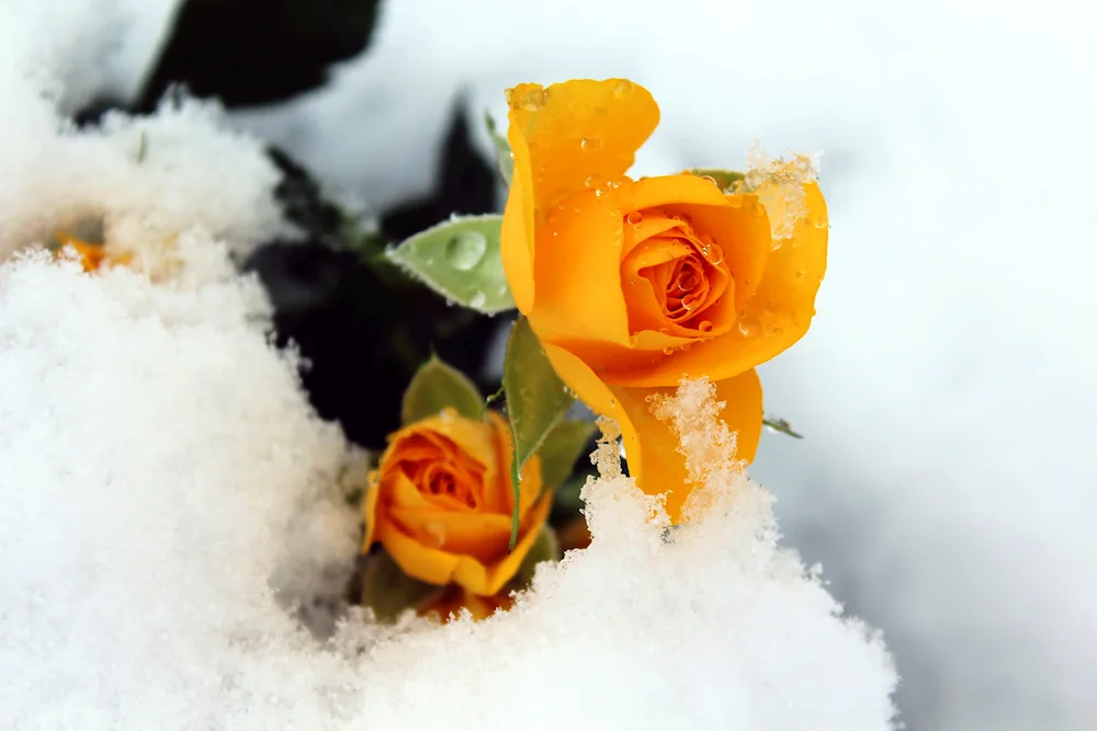 Rose Rose Snow