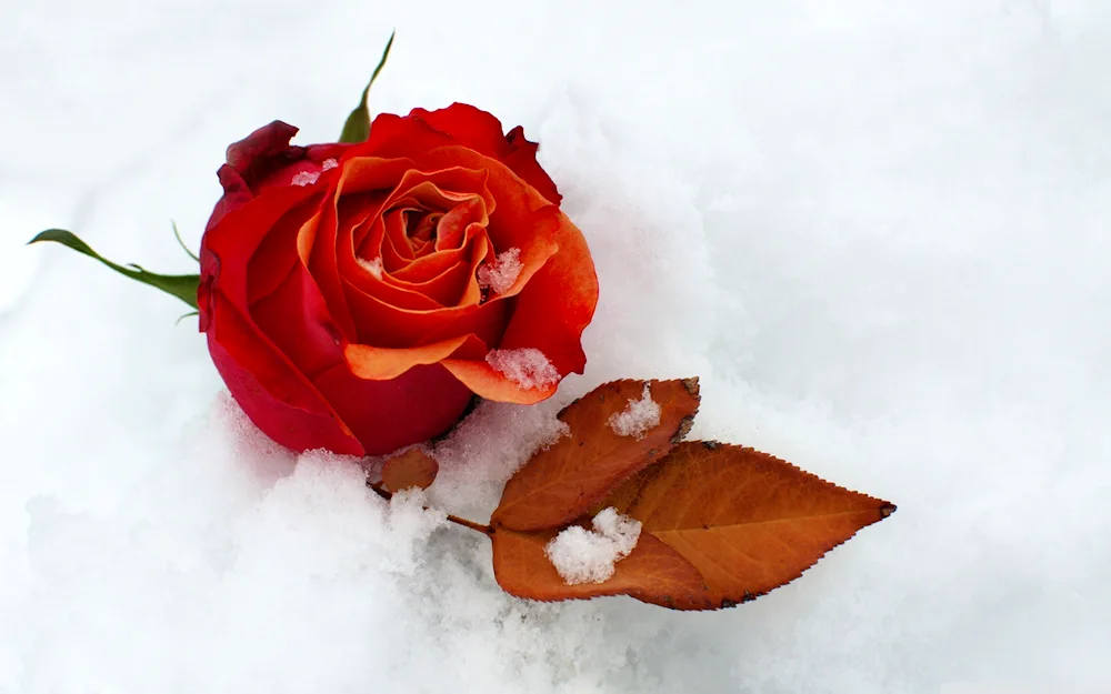 Flowers in the snow