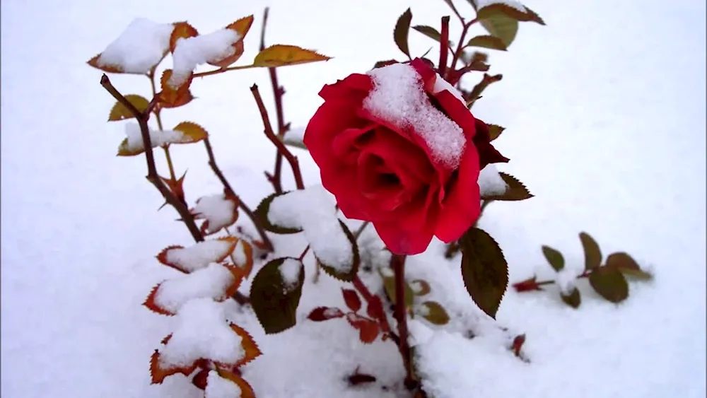 Rose rose Snow