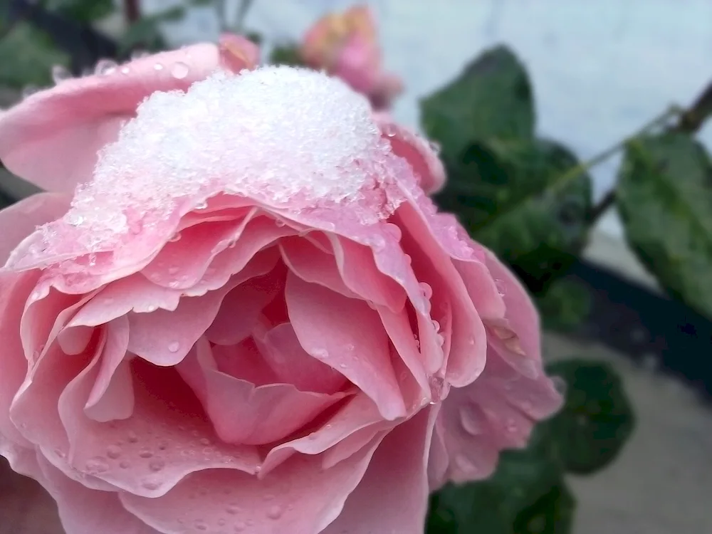 Flowers in the snow