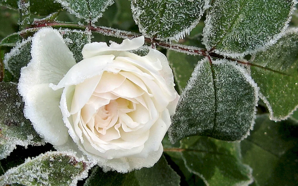 Winter flowers