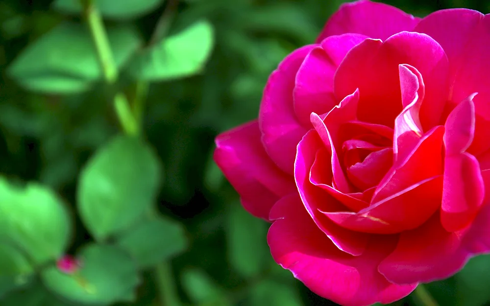 White Rose