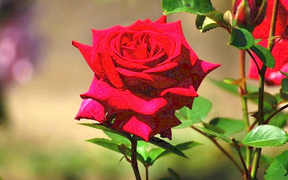 Ruban Rouge rose