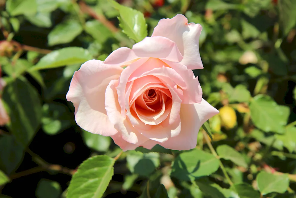 Pink roses