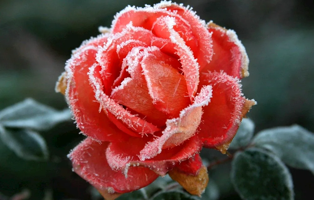 Winter flowers