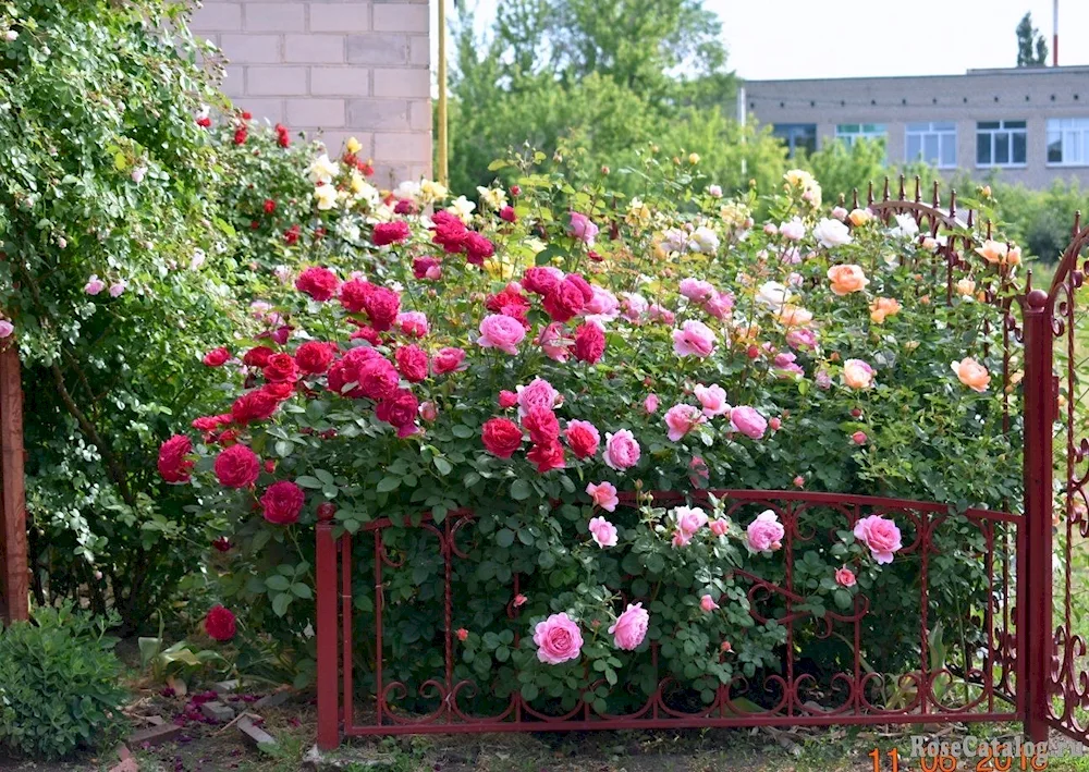 Rose Darcey Bussell