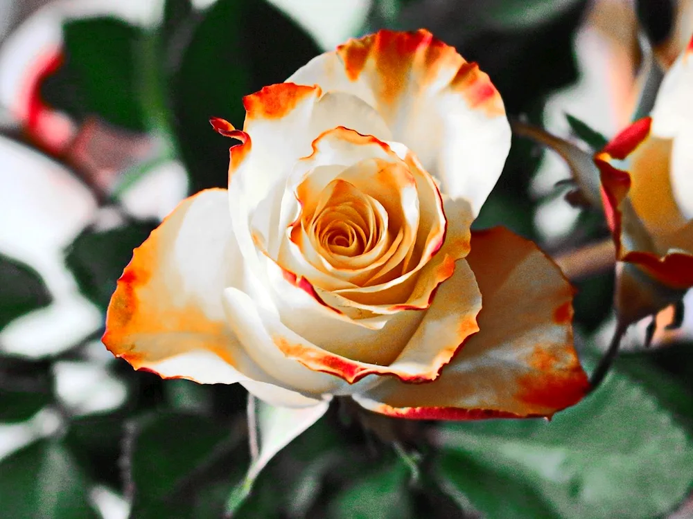 Red flower