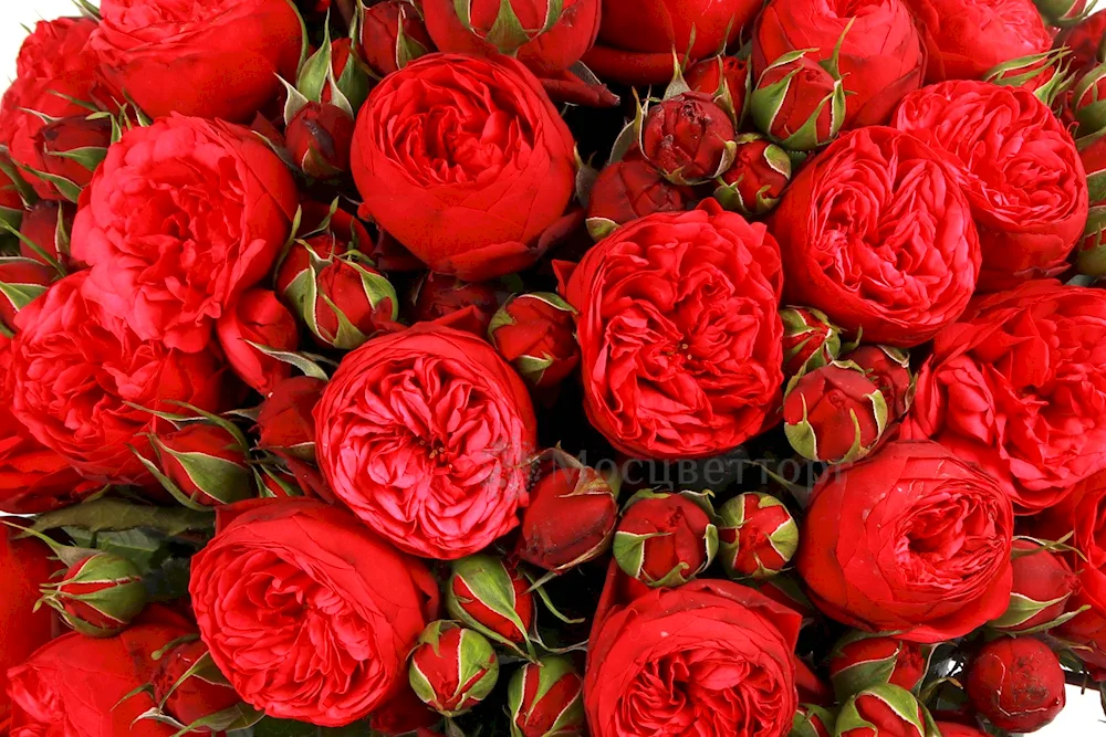 Flowers on a wooden background